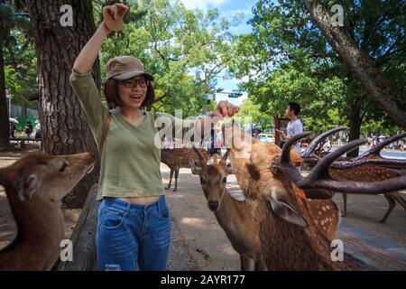 Nara, Japan - 6. August 2015: Jungwild im Park Nara Park. Nara KPark ist ein großer Park im Zentrum von Nara und liegt an vielen der wichtigsten Sehenswürdigkeiten von Nara Stockfoto