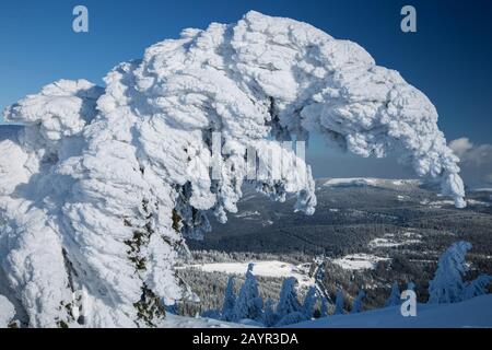 Schneebedeckter Baum auf dem Gipfel des großen Arbers, Deutschland, Bayern, Nationalpark Bayerischer Wald Stockfoto