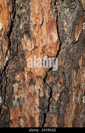 Rote Kiefer-Textur. Detaillierter Hintergrund EINES Schönen Baums. Stockfoto
