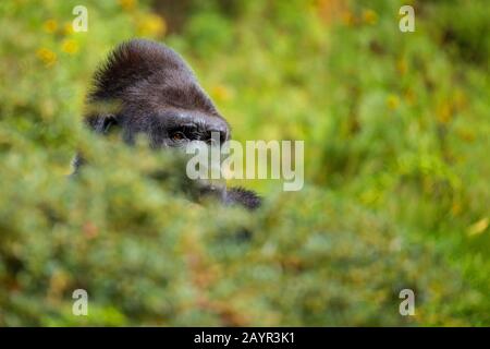Flachlandgorilla (Gorilla gorilla gorilla), im Gebüsch sitzend, Porträt Stockfoto