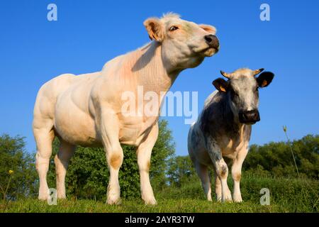 Hausrind (Bos primigenius f. Taurus), Kühe auf Weide, Belgien, Ostflandern Stockfoto