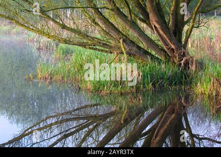 Assels Naturreservat am Morgen, Belgien, Ostflandern, Drongen, Assels Stockfoto
