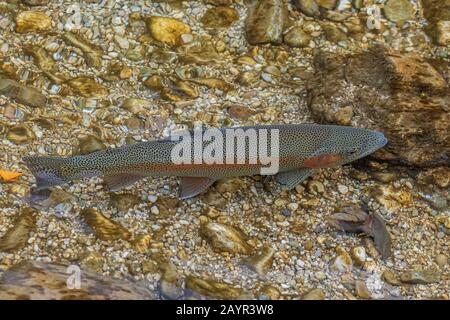 Regenbogenforelle (Oncorhynchus mykiss, Salmo gairdneri), Milchner in Laichfärbung, Deutschland, Bayern Stockfoto