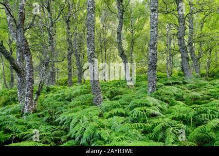Birke (Betula spec.), Birkenwald mit Adler Farn, Großbritannien, Schottland, Craigellachie National Nature Reserve, Aviemore Stockfoto