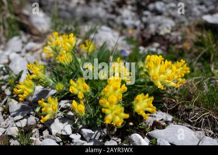 Niere vetch (Anthyllis vulneraria ssp. Alpicola, Anthylis vulneraria ssp. Alpestris), Blooming, Deutschland, Bayern Stockfoto