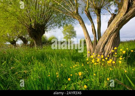 Weiße Weide (Salix alba), pollard Weidenbäume in Blankaart, Belgien, Westflandern, De Blankaart, Woumen Stockfoto