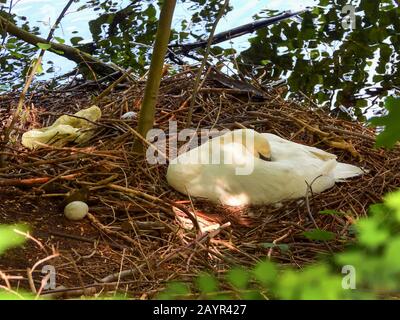 Mute Swan (Cygnus olor), Ei des Mute Swan neben dem Nest, Deutschland, Hamburg Stockfoto