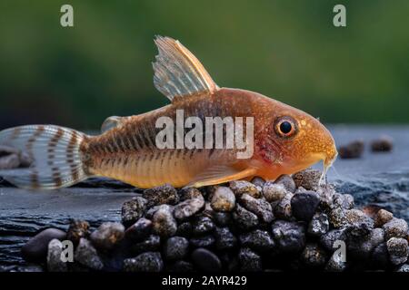 Corydoras Catfish (Corydoras gossei), auf felsigem Grund, Seitenansicht Stockfoto