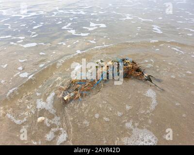 An Land gespülte Kunststoffe und Algen, Niederlande, Noordwijk aan Zee Stockfoto