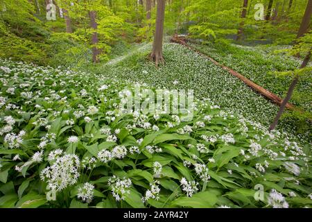 Ramson, Buchramm, wilder Knoblauch, Knoblauch mit breitem Schaft, Knoblauch aus Holz, Bärlauch (Allium ursinum), blüht in Neigebos, Belgien, Ostflandern, Neunove, Neigebos Stockfoto