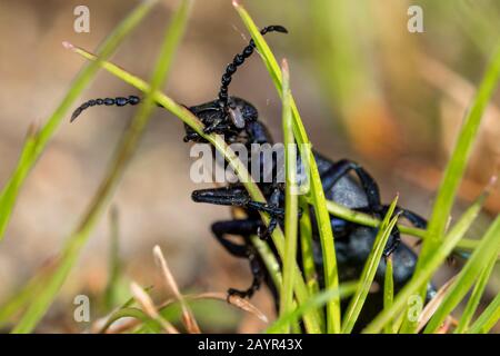 Ölkäfler, Schwarzölkäfler (Meloe proscarabaeus), füttert eine kleine Grashalme, Deutschland, Bayern, Niederbayern, Niederbayern Stockfoto