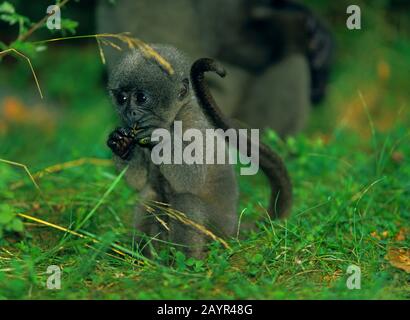 Gemeiner wolliger Affe, der wollige Affe von Humboldt, der braune wollige Affe (Lagothrix lagotricha), kleiner Affe sitzt in einer Wiese, Seitenansicht Stockfoto