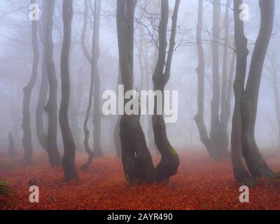 Gewöhnliche Buche (Fagus sylvatica), Buchenwald am Stuermer (Bournak) im Herbstnebel, Tschechien, Erzgebirge, Mikulov Stockfoto