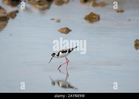 Ein Schwarzhalsstelz (Himantopus mexicanus) ernährt sich in der Lagune am Cerro Dragon an der Westküste von Santa Cruz Island (Unermüdliche Insel), Ga Stockfoto