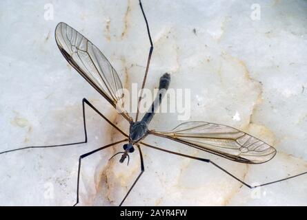 Kohlkopf, brauner Papa-lang-Bein (Tipula oleracea), männlich, Deutschland Stockfoto