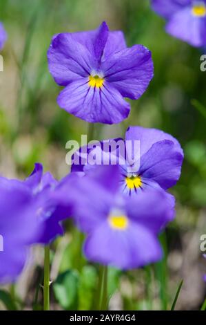 Schweizer Violett (Viola calcarata), Blüte, Schweiz, Furkapass Stockfoto