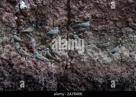 Galapagos braune Noddy-Ternen oder gewöhnliche Noddy-Ternen (Anous Stolidus) auf Lavafelsen auf Rabida-Insel (Jervis Island) auf den Galapagos-Inseln, Ecuador. Stockfoto