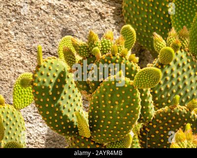 Bunny-Ohren, Polka Dot Cactus (Opuntia microdasys), als Zierpflanze in einem Garten, Spanien, Andalusien, Almeria Stockfoto