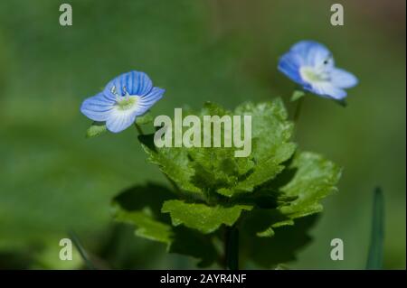 Buxbaums Ehrenpreis, persischer Ehrenpreis (Veronica Persica), blühen, Deutschland Stockfoto