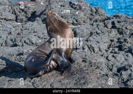 Eine Galapagos-Felldichtung (Arctocephalus galapagoensis) kratzt ihr Fell an Lavaformationen entlang des Ufers nahe Puerto Egas, Santiago Island (James I. Stockfoto