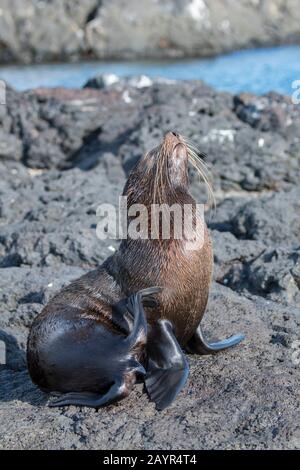 Eine Galapagos-Felldichtung (Arctocephalus galapagoensis) kratzt ihr Fell an Lavaformationen entlang des Ufers nahe Puerto Egas, Santiago Island (James I. Stockfoto