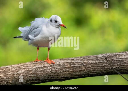 Kleine Möwe (Hydrocoloeus minutus, Larus minutus), unreif auf einem Ast Stockfoto