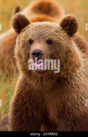 Europäischer Braunbär (Ursus arctos arctos), junge Frau, Dänemark, Djursland Stockfoto