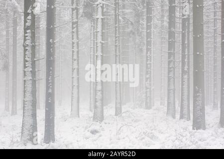 Schnee im Hochfens, Belgien, Luik, Botrange, Hoge Venen Stockfoto