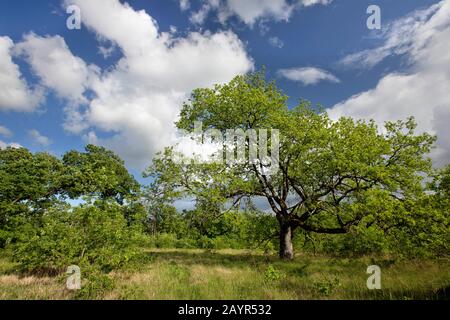 Gewöhnliche Eiche, Stieleiche, englische Eiche (Quercus robur. Quercus pedunculata), Eichen auf kalkhaltigem Grasland, Frankreich, Indre, regionale Naturparks Brenne, La Brenne Stockfoto