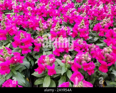 Leuchtend rosafarbene snapdragon-blumen in voller Blüte Stockfoto