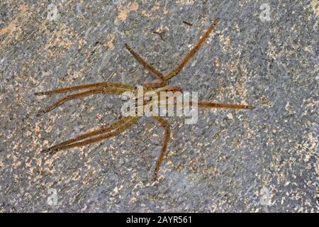 Wandernde Tigerspinne, Bananenspinne (Cupiennius salei, Phoneutria oculifera, Cupiennius ahrensi), Draufsicht Stockfoto