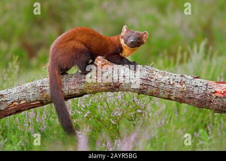 Europäische Kiefernmarten (Martes Martes), Weibchen, die auf einem toten Ast stehen, Seitenansicht, Schweiz Stockfoto