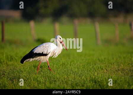 Weißstorch (Ciconia Ciconia), Erwachsene auf den Feed, Germany, North Rhine-Westphalia, NSG Dingdener Heide Stockfoto