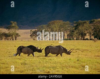 Schwarze Nashörner, mit Hakenlippen bestückte Nashörner, Nashörner (Diceros bicornis), zwei Nashörner, die in der Savanne hintereinander laufen, Seitenansicht, Afrika Stockfoto