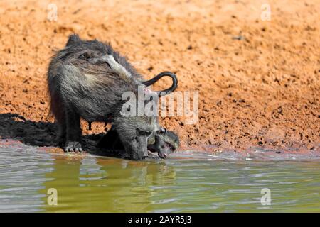 Chacma Pavion, Alubius Pavian, Olive Pavion (Papio ursinus, Papio Cynocephalus ursinus), Weibchen und Zupfengetränk, Südafrika, Kwazulu-Natal, Mkhuze Game Reserve Stockfoto