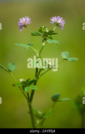 Persischer Klee, Shaftal (Trifolium Resupinatum), blühen, Deutschland Stockfoto