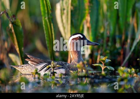 Garganey (Anas querquedula), Schwimmen drake, Belgien, Ostflandern Stockfoto