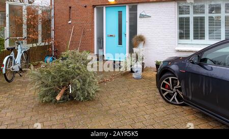 Nordman Fir (Abies nordmanniana), abgelegener weihnachtsbaum vor einem Haus, Niederlande Stockfoto