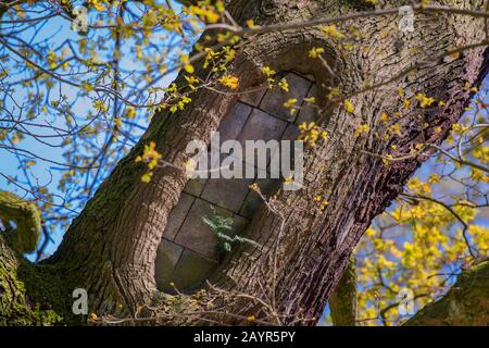 Gewöhnliche Eiche, Stieleiche, englische Eiche (Quercus robur. Quercus pedunculata) ist hohler Baum gefüllt mit , Deutschland, Hamburg Stockfoto