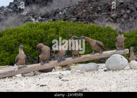 Eine Gruppe junger Roter Footed Buby (Sula sula) zog sich auf einem Log an einem Strand auf der Insel Genovesa (Tower-Insel) auf den Galapagos-Inseln, Ecuador, durch. Stockfoto