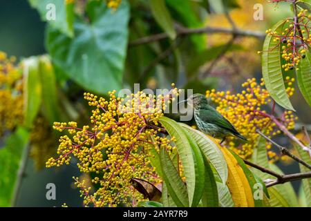 Ein weiblicher violetter Honigfresser (Cyanerpes caeruleus) in einem Beerenbusch im Regenwald in der Nähe der La Selva Lodge bei Coca, Ecuador. Stockfoto