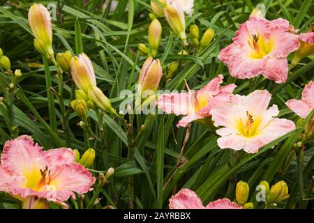 Nahaufnahme der pinkfarbenen und gelben Hybride Hemerocallis - Daylilienblüten an der Grenze nach Regenfällen im Garten des Hinterhofes im Sommer. Stockfoto