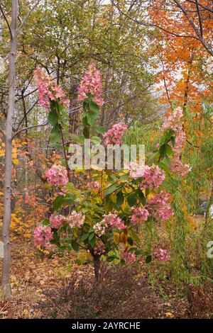 Rosa blühende Hortensia paniculata 'Grandiflora' und ein Berberis thunbergii 'Royal Burgundy' - Japanischer Berberbeerstrauch im Vordergrund im Hinterhof Stockfoto