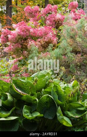 Bergenia cordifolia - "Elephant's Ears" Pflanzen und Rosa Hydrangea paniculata "Ruby" Blumen im Garten im Hinterhof im Herbst. Stockfoto
