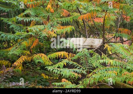 Rhus glabra 'Laciniata' - Sumac-Baum und eine im Herbst eröffnete Zementlesebuchskulptur im Hinterhofgarten. Stockfoto