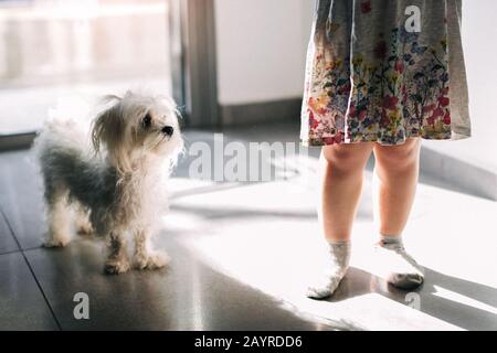 Kleines Mädchen mit einem Hund zu Hause in der Nähe des Fensters Stockfoto