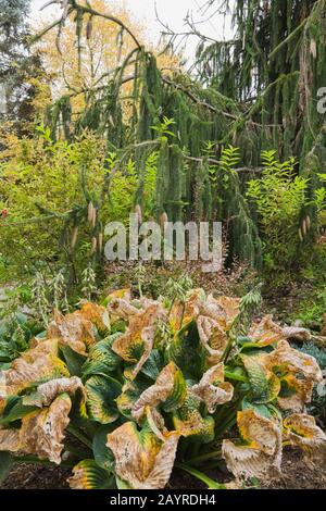 Hosta x 'Royal Standard' und ein Picea abies 'Virgata' - Norwegen Fichte Baum im Garten im Garten im Herbst Stockfoto