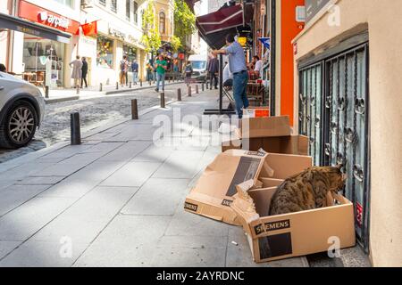 Eine streunende Katze kaut auf einem Pappkarton, während ein Ladenbesitzer vor seinem Laden auf einer Straße mit Cafés und Geschäften in Istanbul, Türkei, wartet. Stockfoto