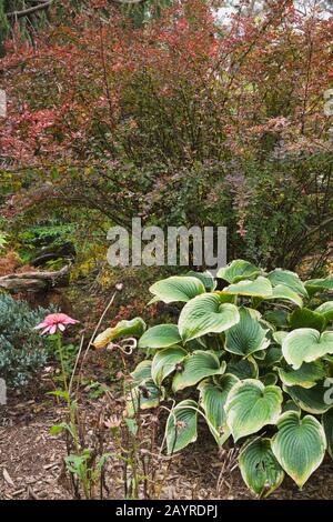 Hosta fortunei 'FRANCEe' und Berberis thunbergii 'Rose Glow' - Berberitze Strauch im Garten im Garten im Herbst Stockfoto