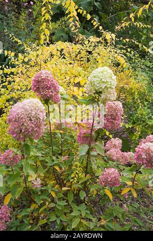 Nahaufnahme der Hydrangea paniculata 'Little Lime' und der goldgelben Forsythia x 'Marée d'Or' Sträucher im Garten im Hinterhof im Herbst, Stockfoto